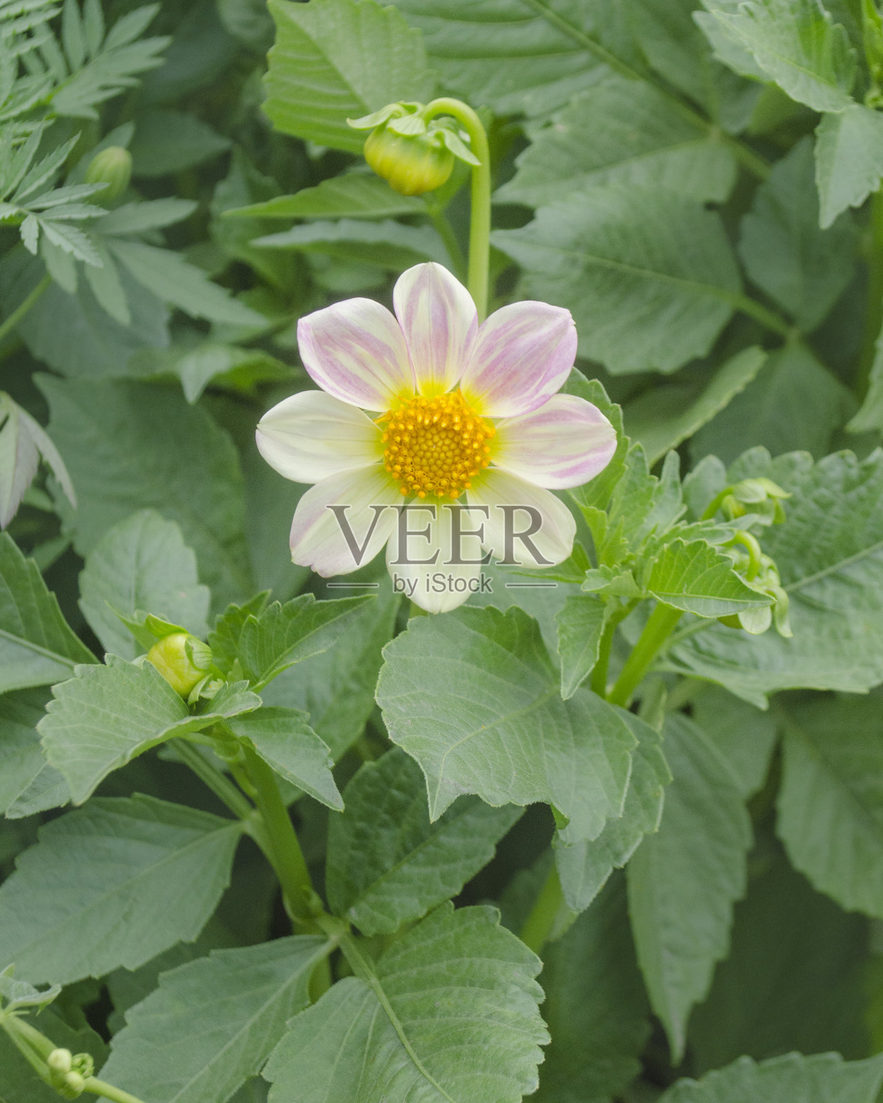 大丽花在花园里近距离。照片摄影图片