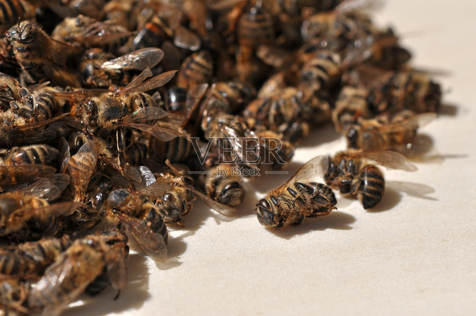 西方的蜜香肉照片摄影图片