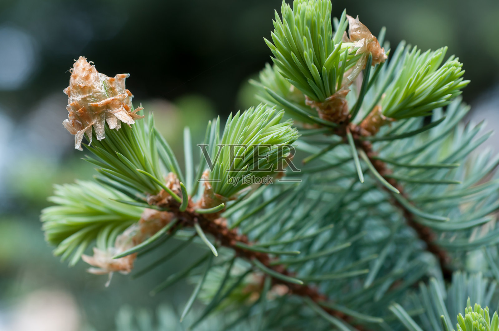 blue spruce特写照片摄影图片