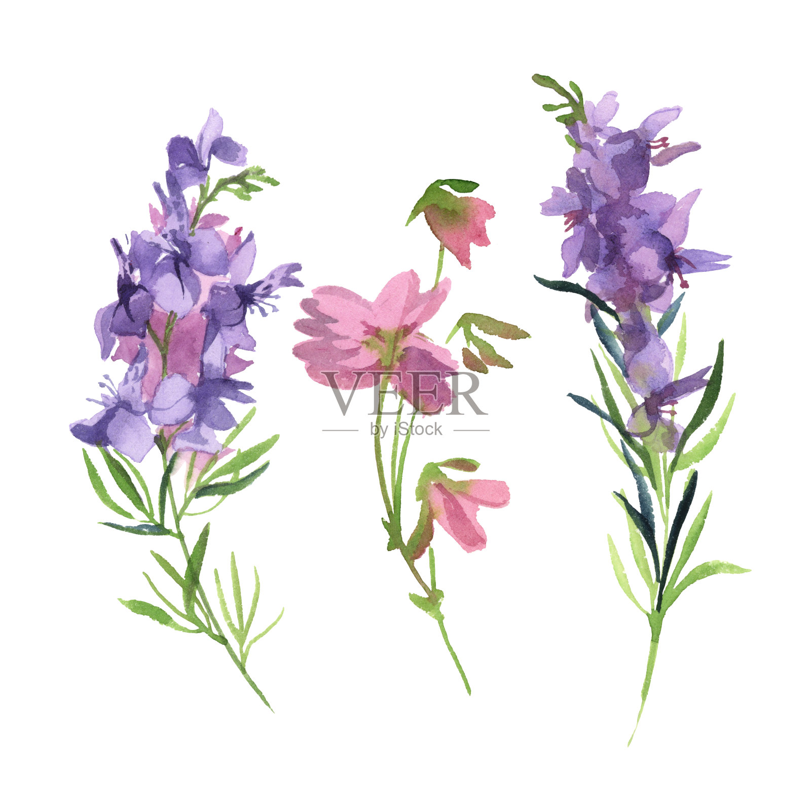 白色背景上有粉红色和紫色野花的绿色枝条插画图片素材