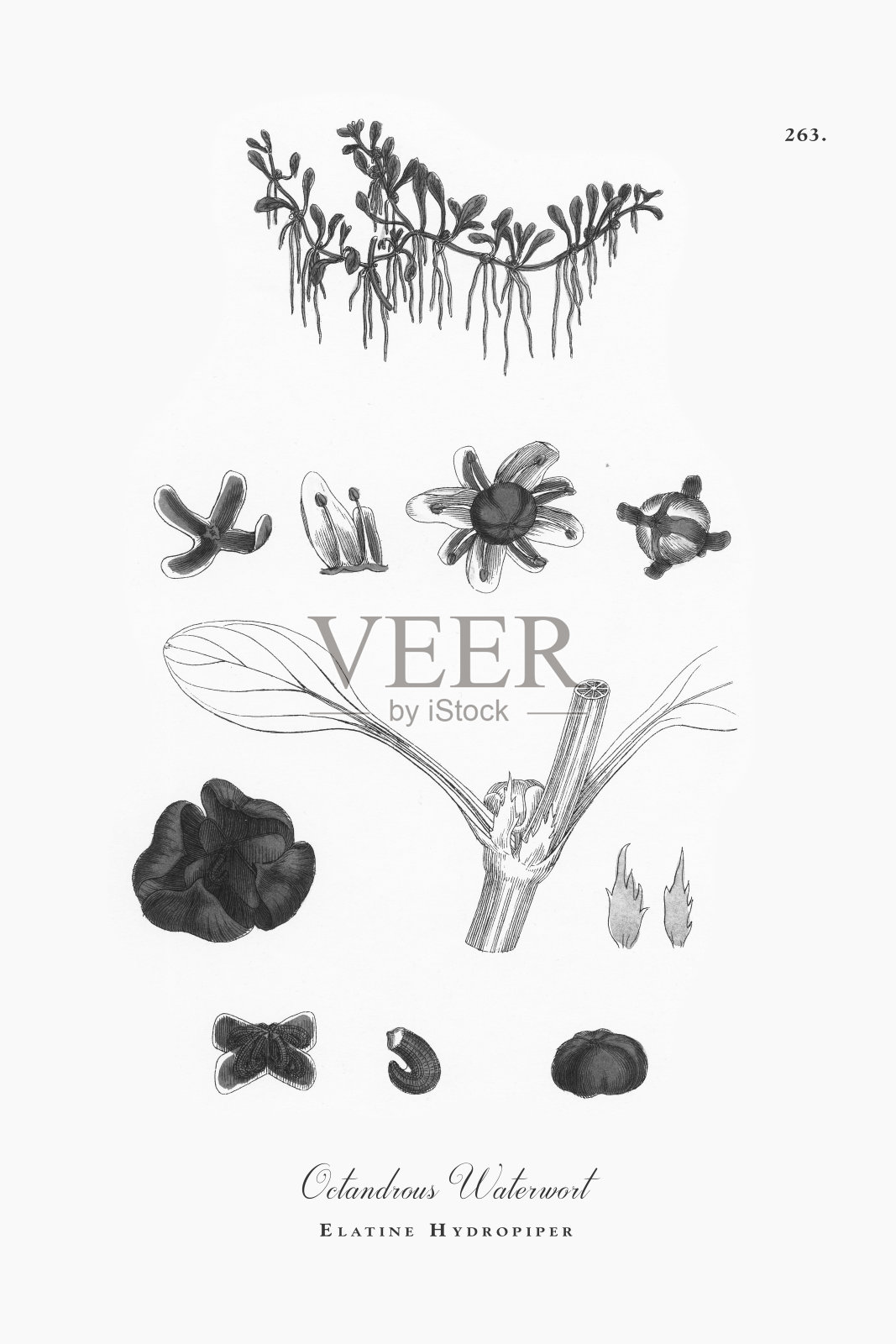 八角莲,伊拉蒂娜,维多利亚植物学插图,1863年插画图片素材