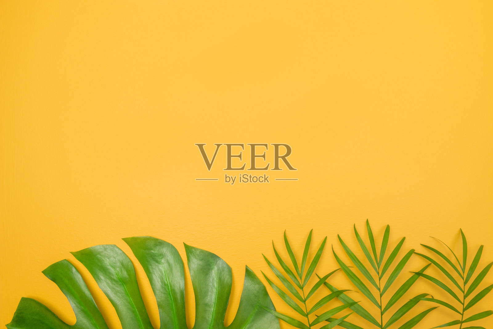 棕树的叶子在鲜艳的黄色背景上照片摄影图片