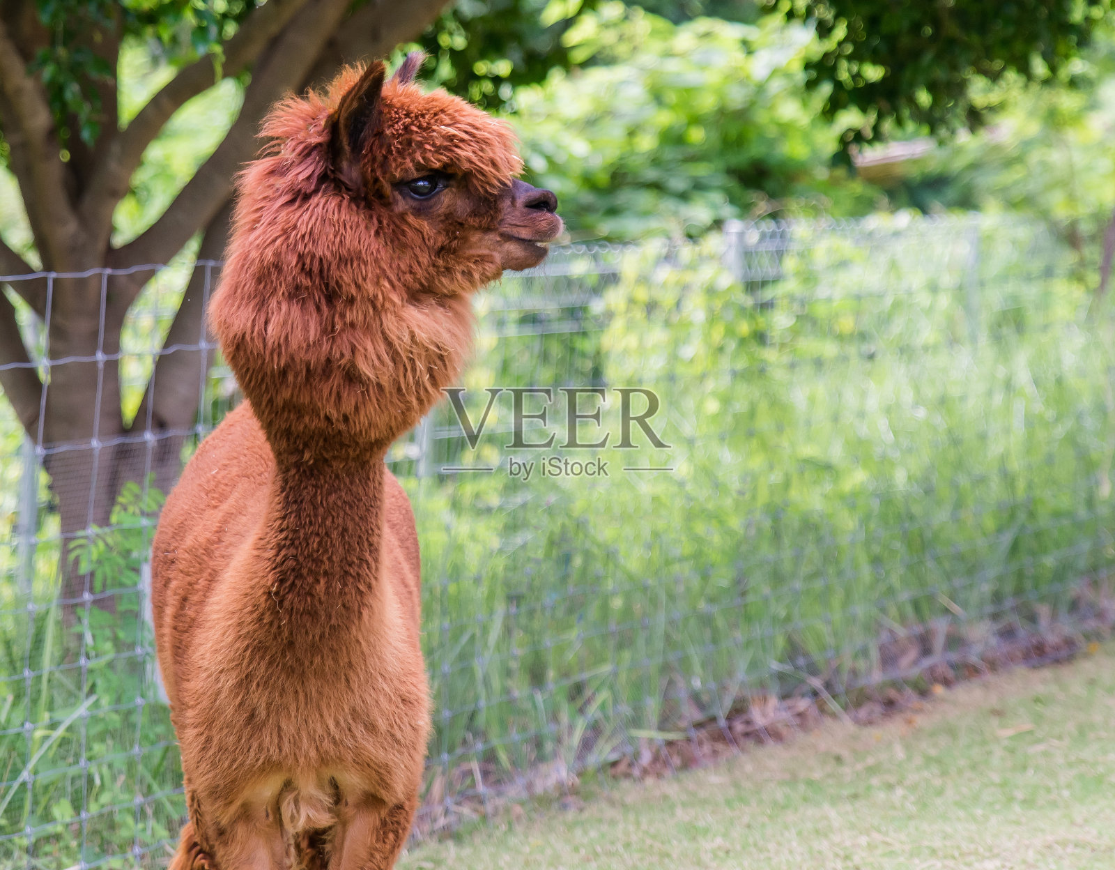 棕色美洲驼或羊驼(Vicugna pacos)动物的概念。照片摄影图片