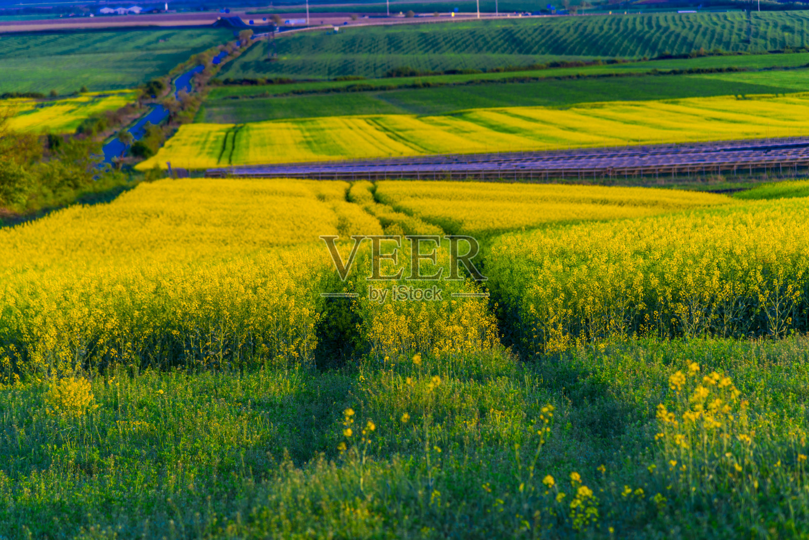油菜花领域照片摄影图片