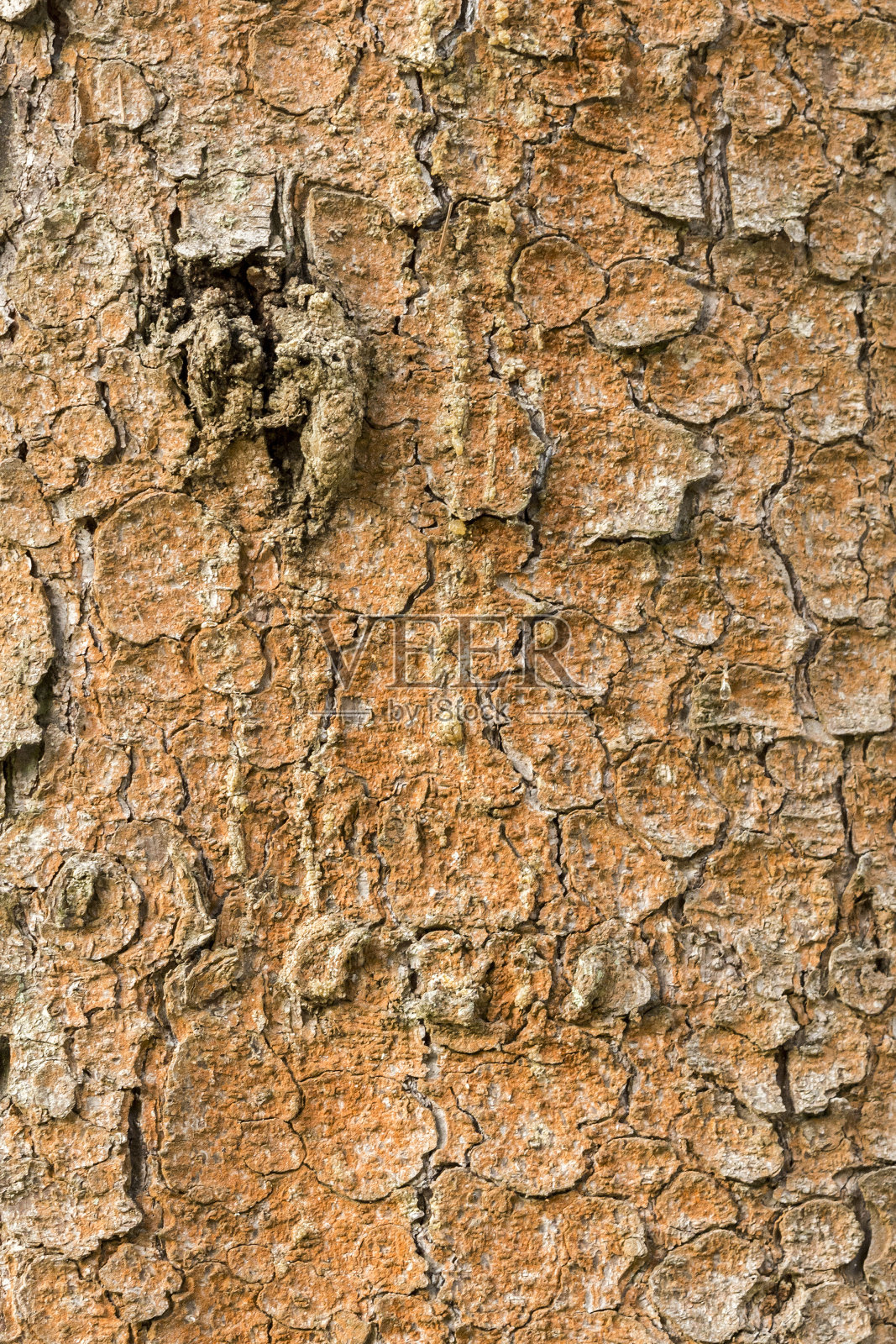 松树树皮的纹理,抽象的背景照片摄影图片
