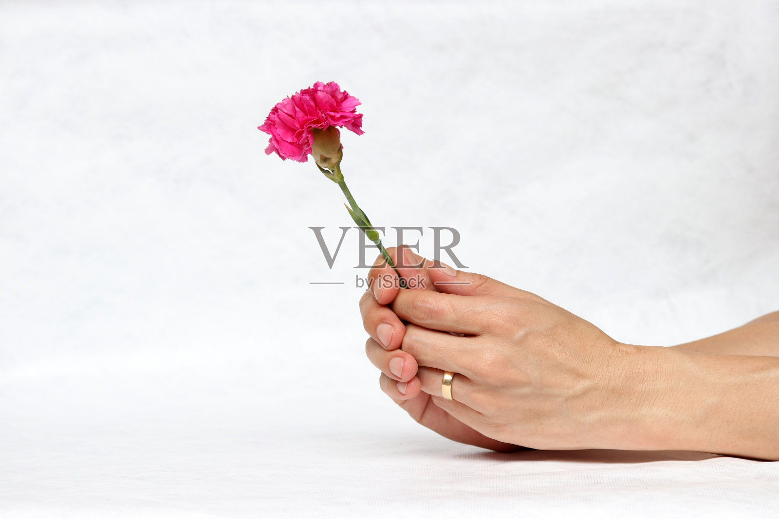 两只手有深粉红色的花和白色的背景。照片摄影图片
