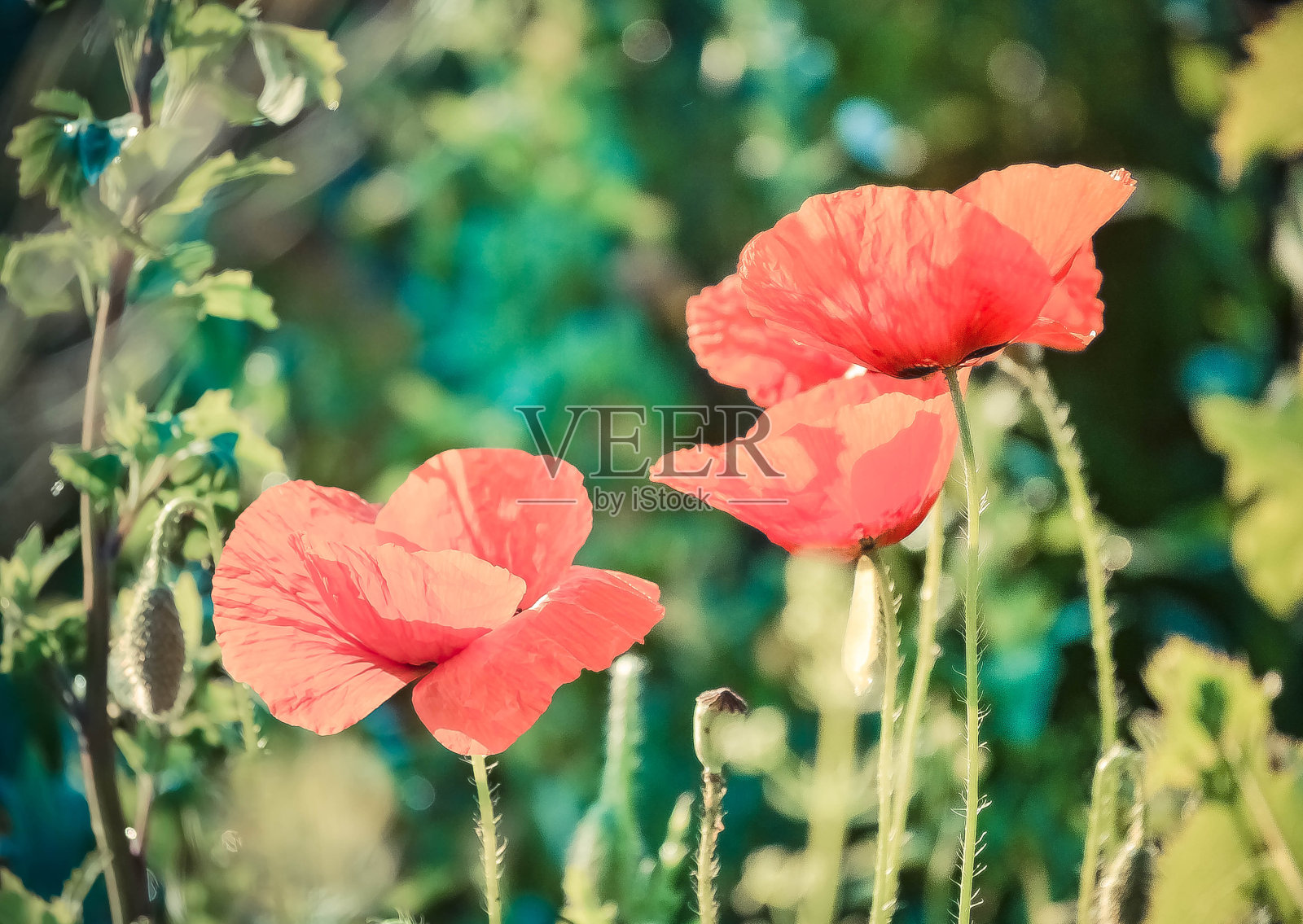 花红色的罂粟花特写在绿色照片摄影图片