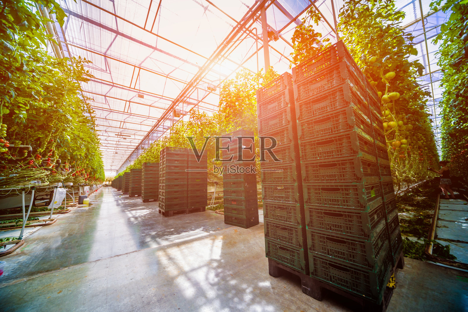 有番茄植物的现代温室。照片摄影图片