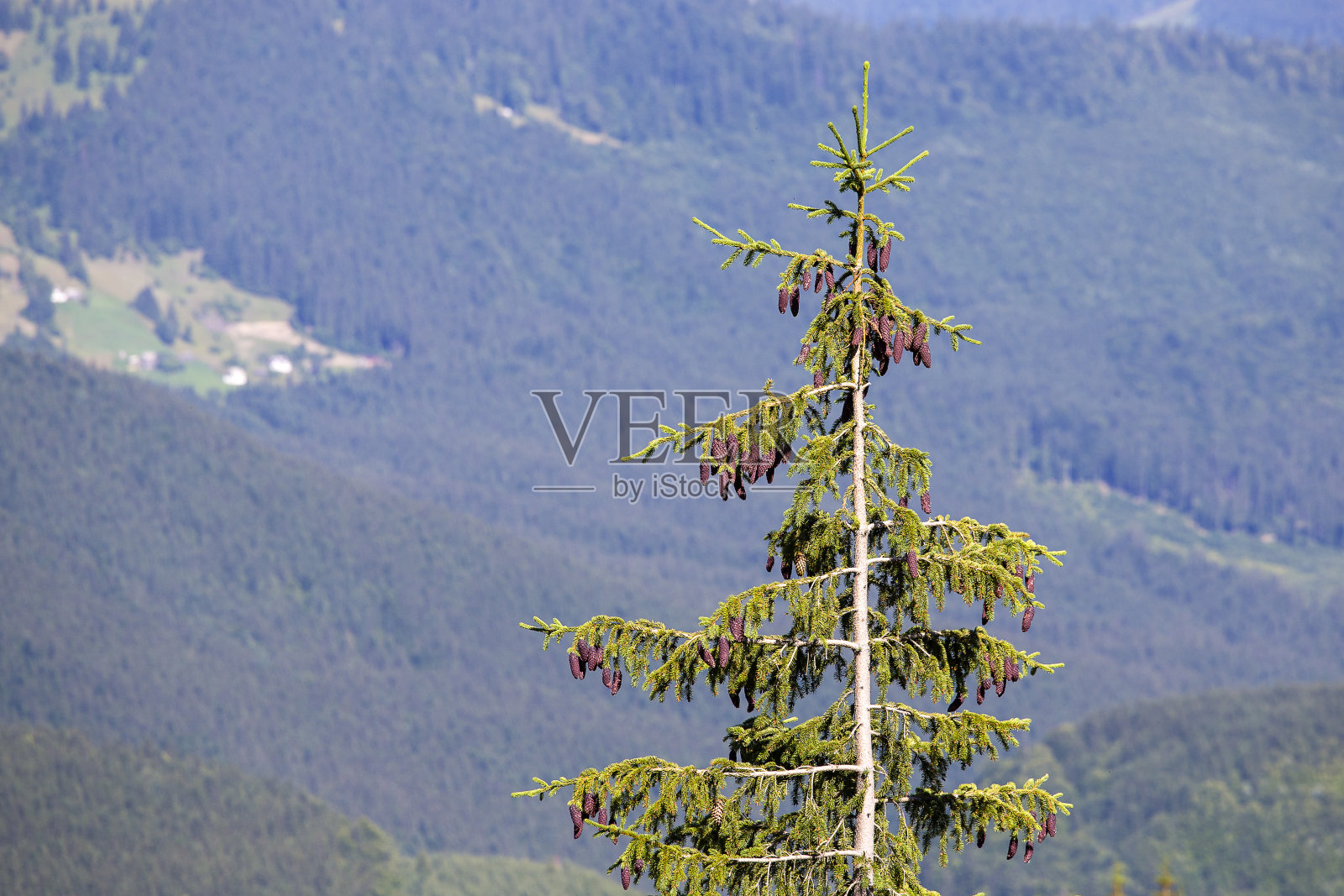 夏日日出时喀尔巴阡山脉背景下的圣诞树剪影。乌克兰照片摄影图片