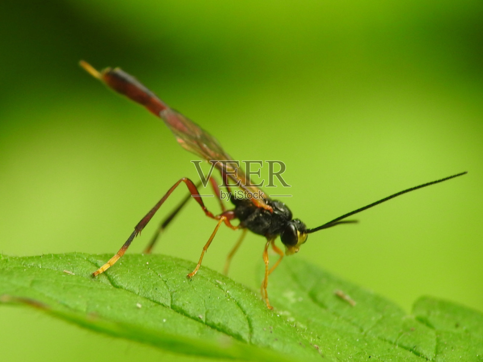 奇怪的黄蜂照片摄影图片