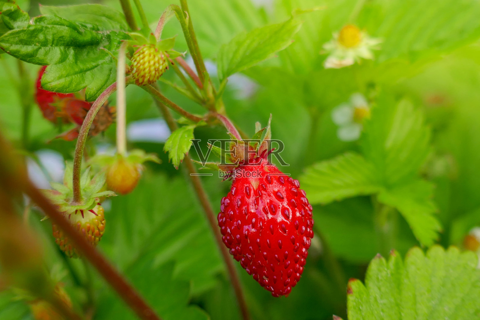 草莓。红色草莓在花园里的特写在模糊的绿色背景。草莓的季节。采摘草莓照片摄影图片