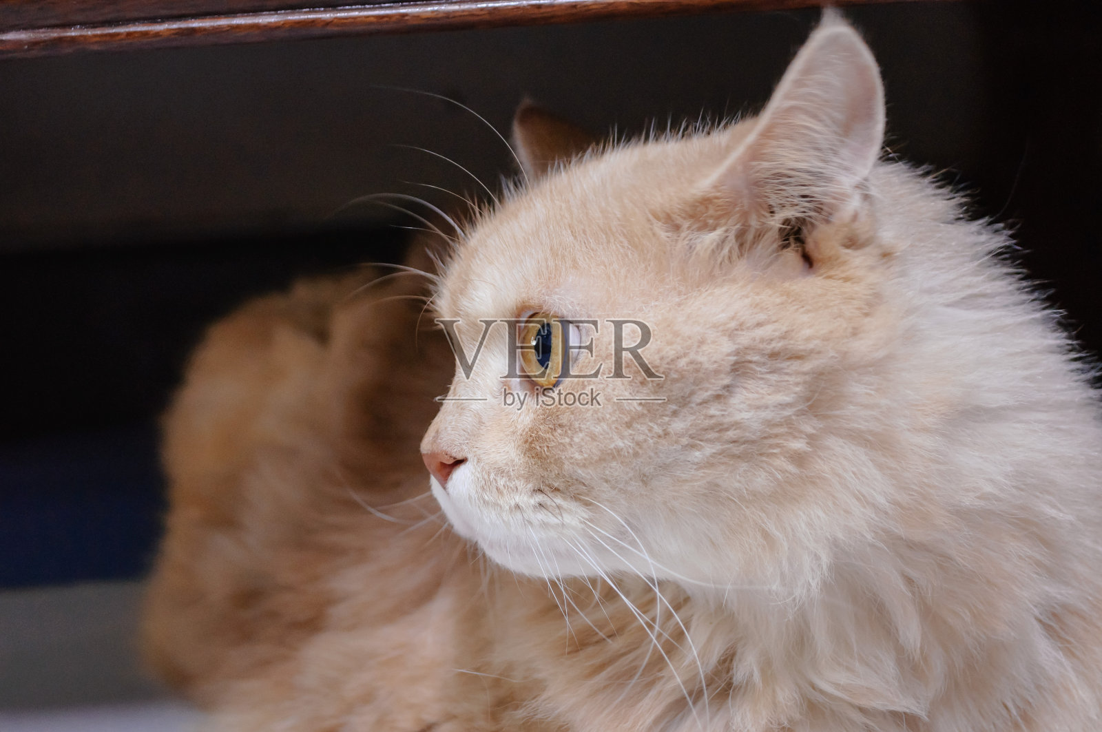 猫在看什么东西,猫照片摄影图片