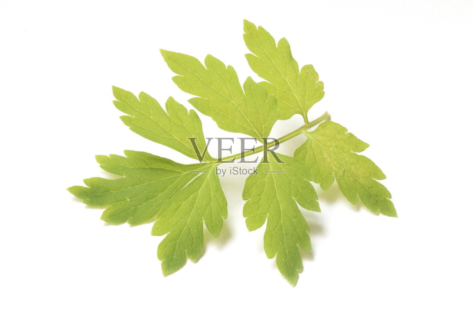 近景罂粟叶在白色的背景照片摄影图片