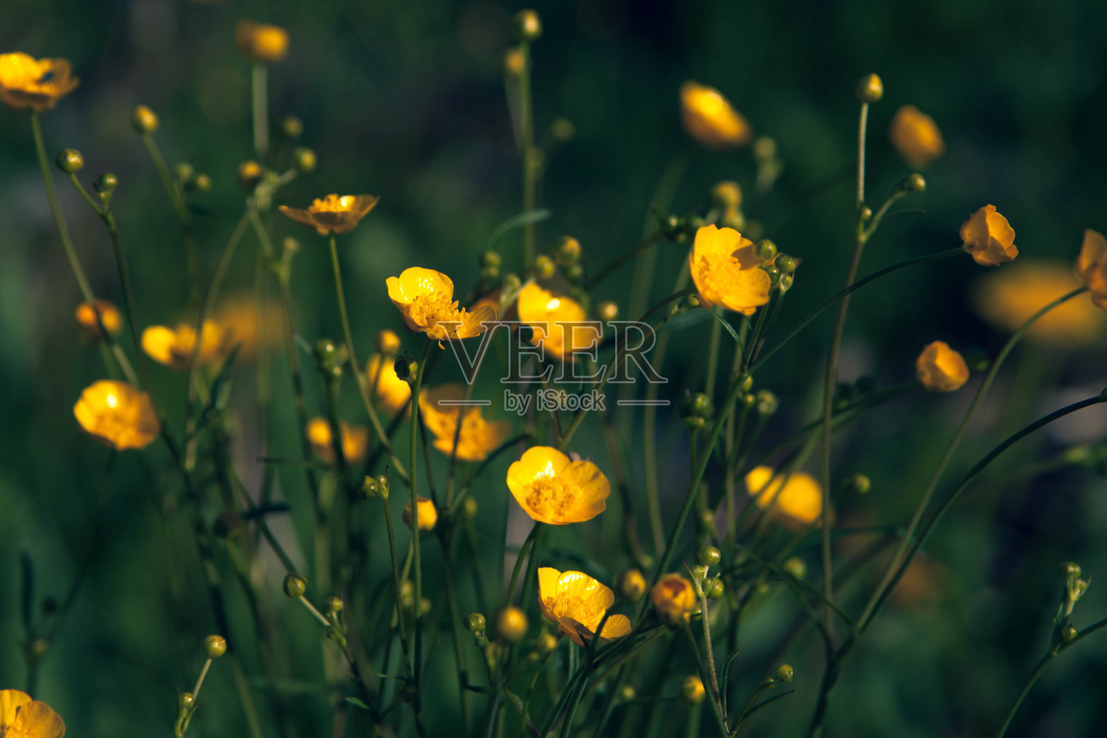 毛茛花特写的背景上的田野。美丽的软焦点。照片摄影图片