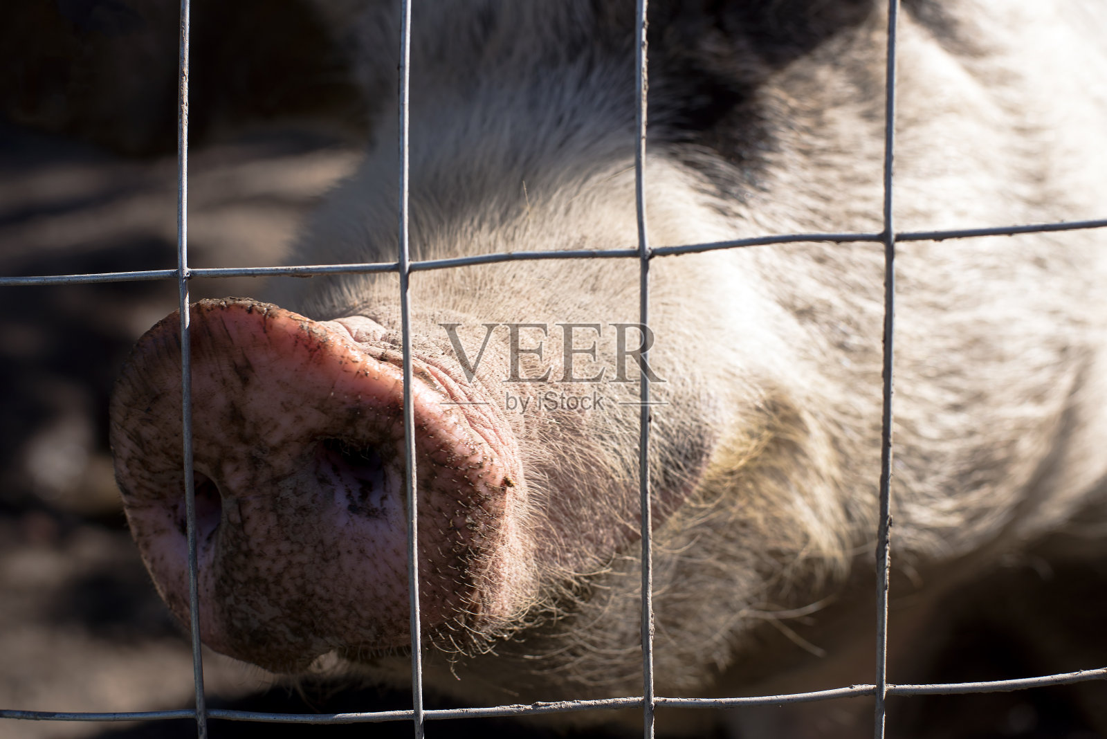 篱笆后面的猪,靠近点照片摄影图片