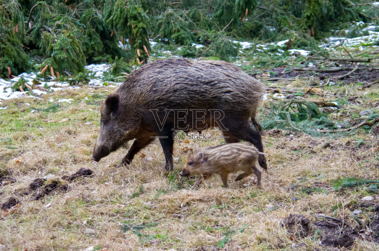 野猪照片摄影图片