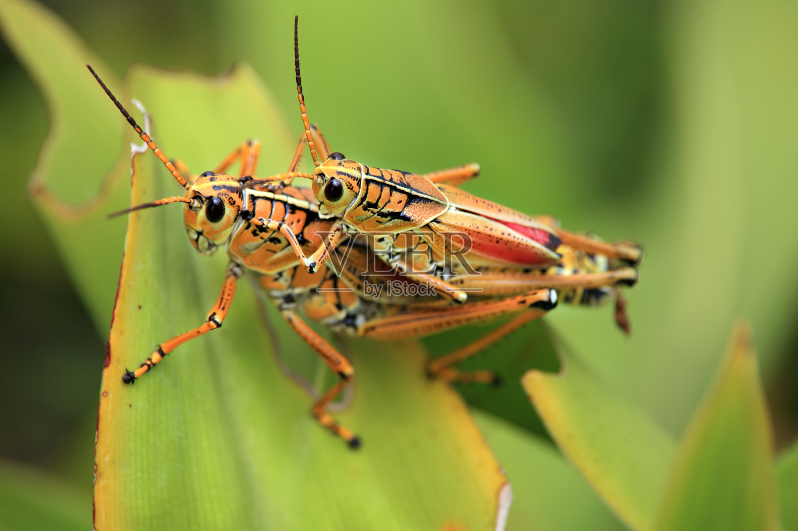 绿叶上的两只蚱蜢的特写镜头照片摄影图片