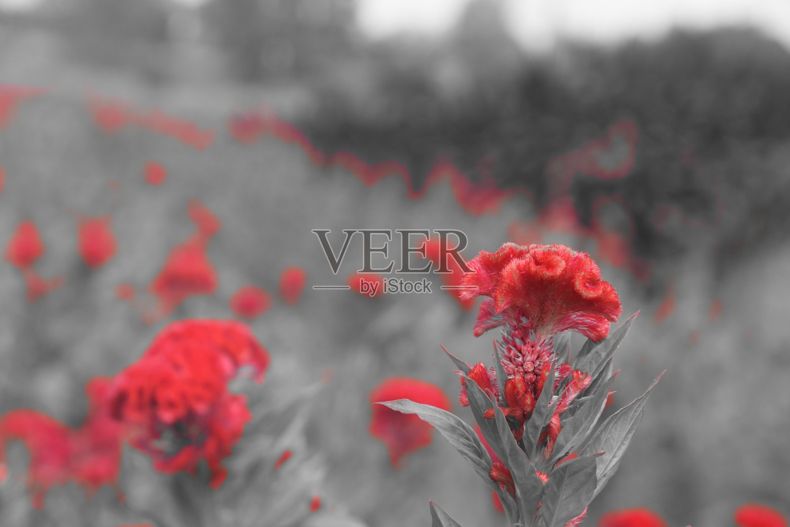 一片红色的花丛照片摄影图片