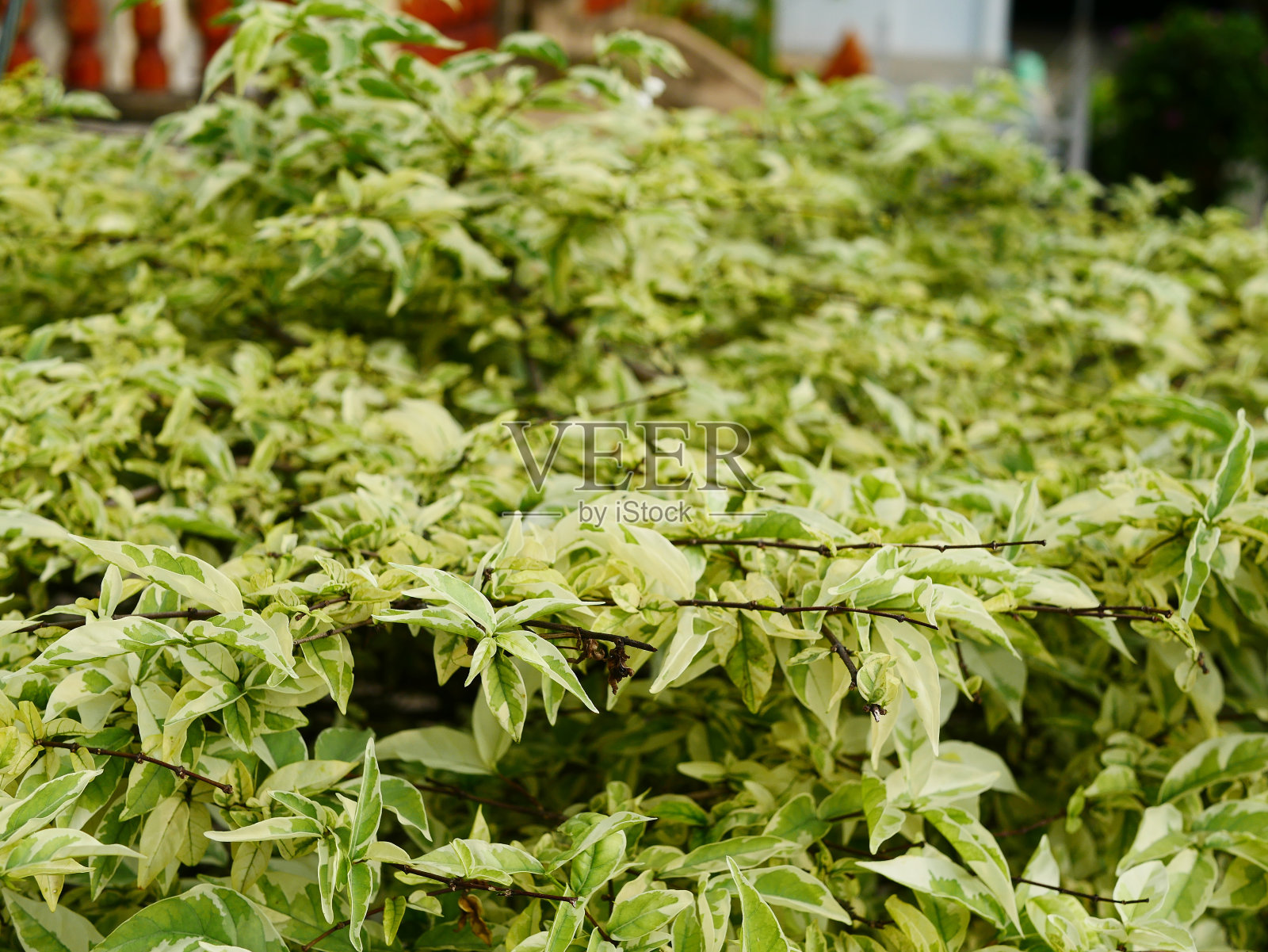 抽象绿叶自然墙照片摄影图片