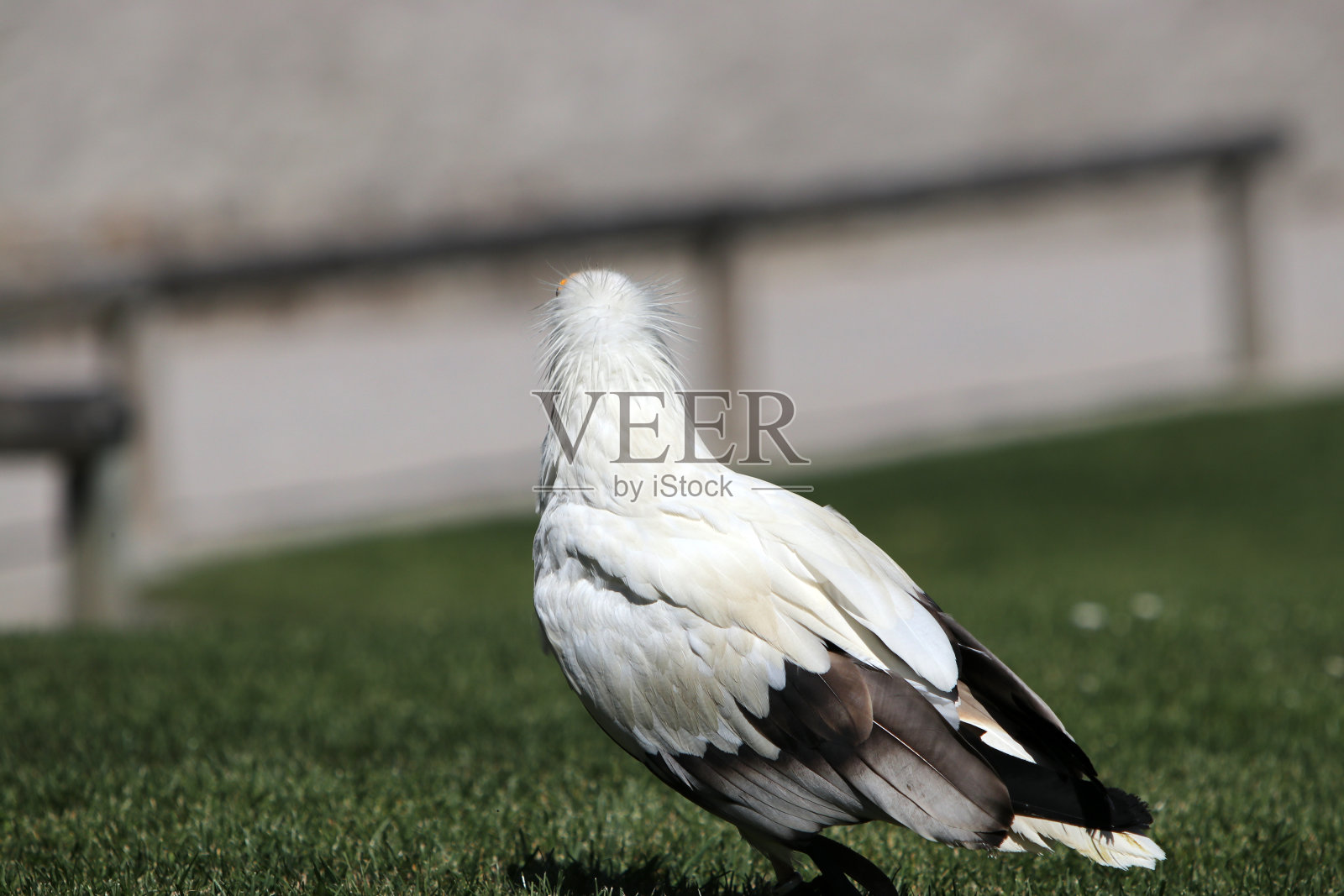 埃及秃鹫是偷蛋贼照片摄影图片
