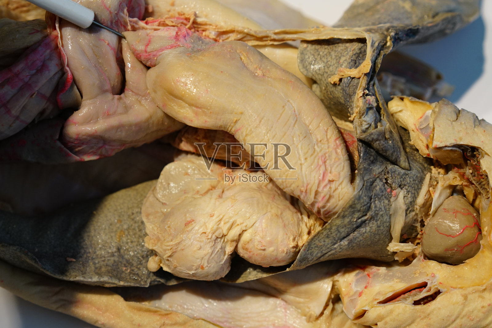 鲨鱼解剖照片摄影图片