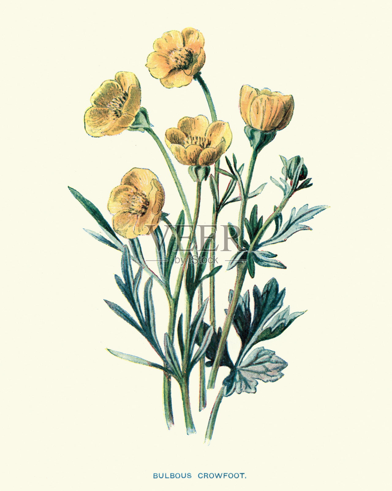 植物,野花,毛茛球根属,球根毛茛插画图片素材