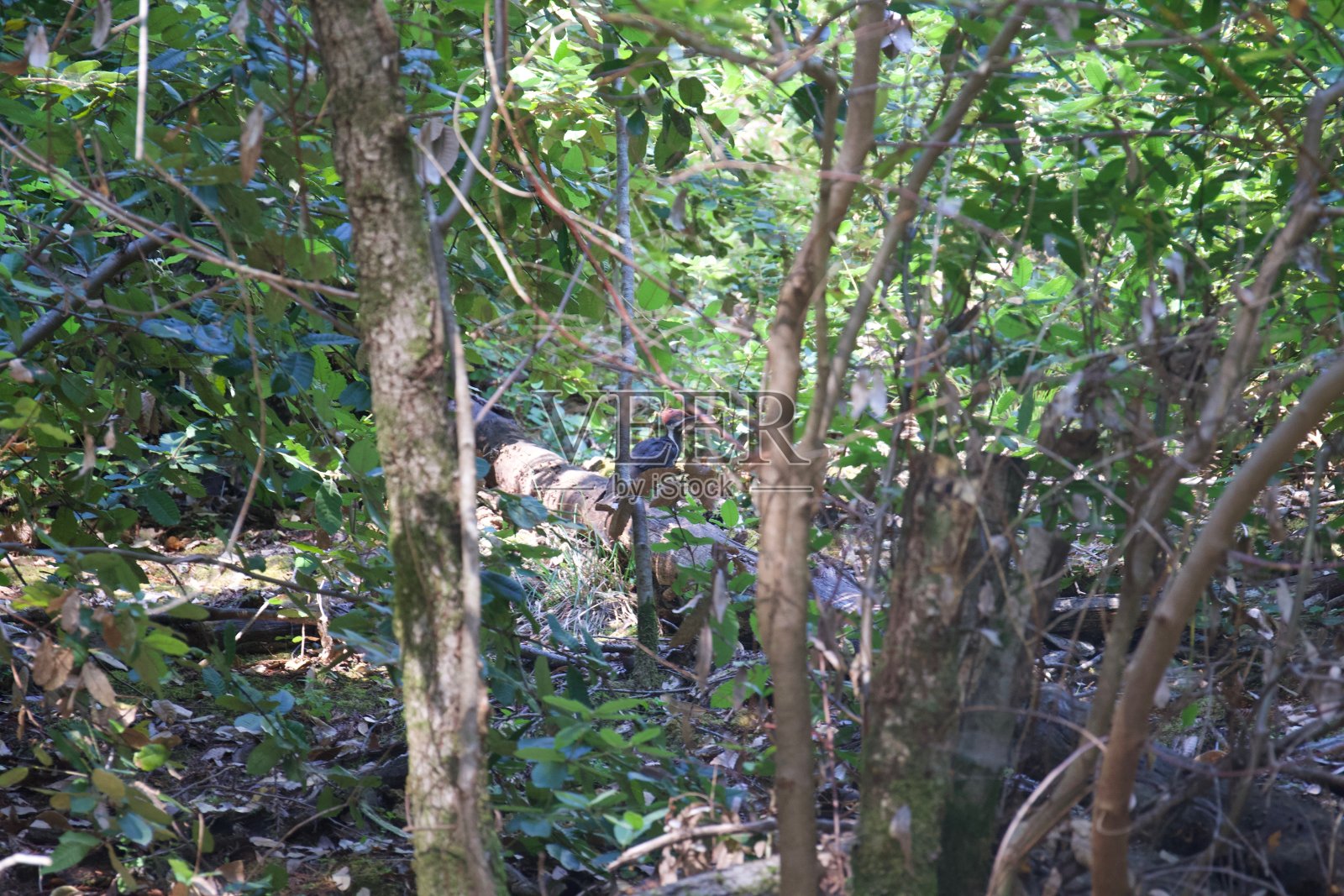 阿姆斯特朗红杉国家自然保护区,美国加利福尼亚州-啄木鸟。照片摄影图片