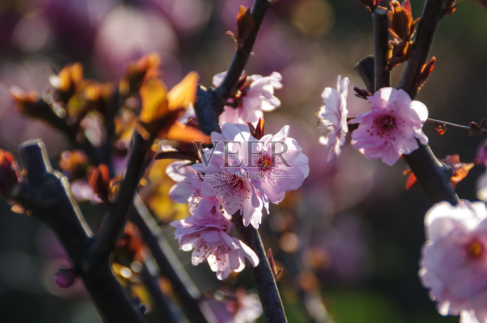 树上的中国小粉红花的特写照片摄影图片