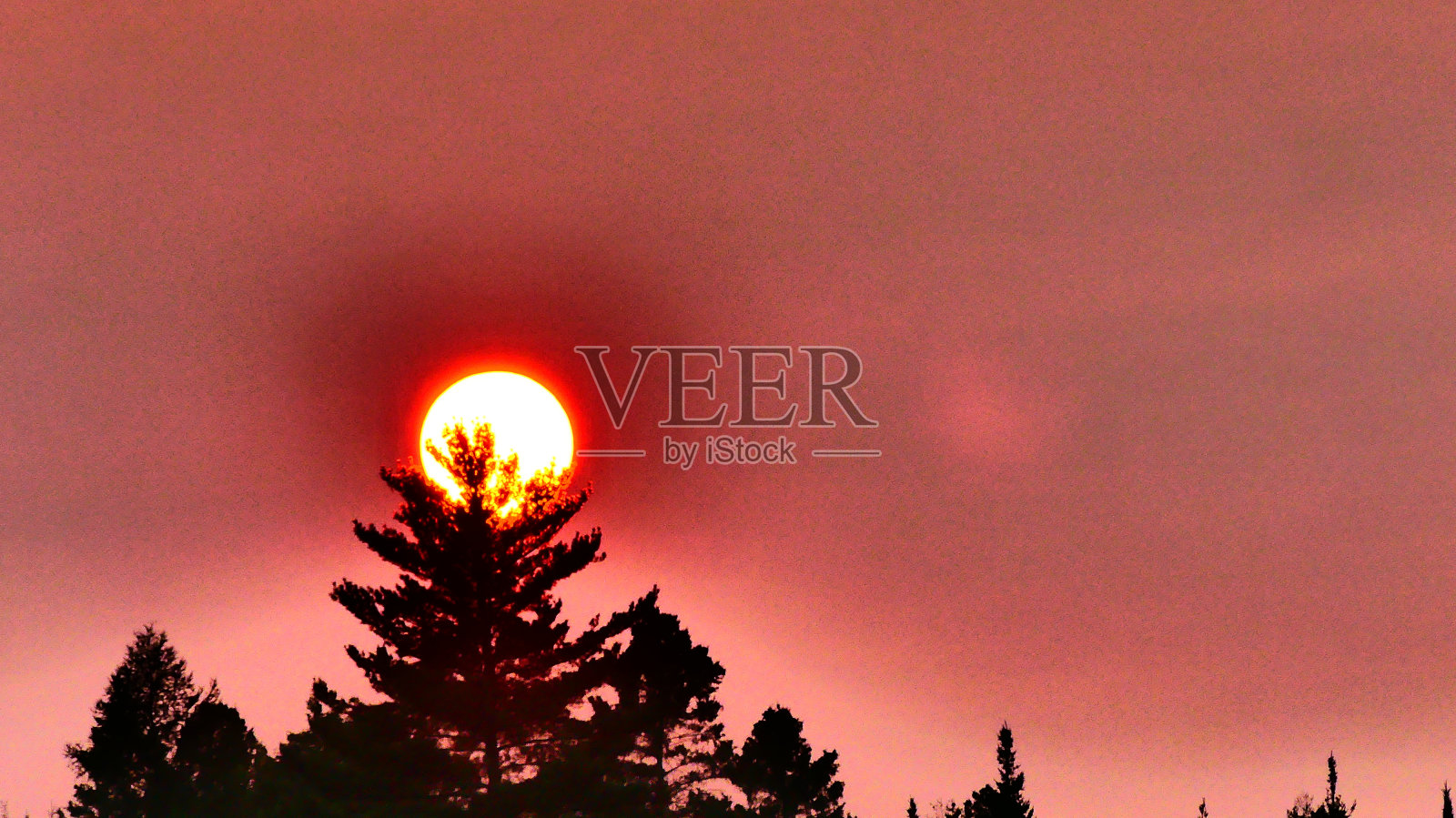 夕阳透过冷杉照片摄影图片