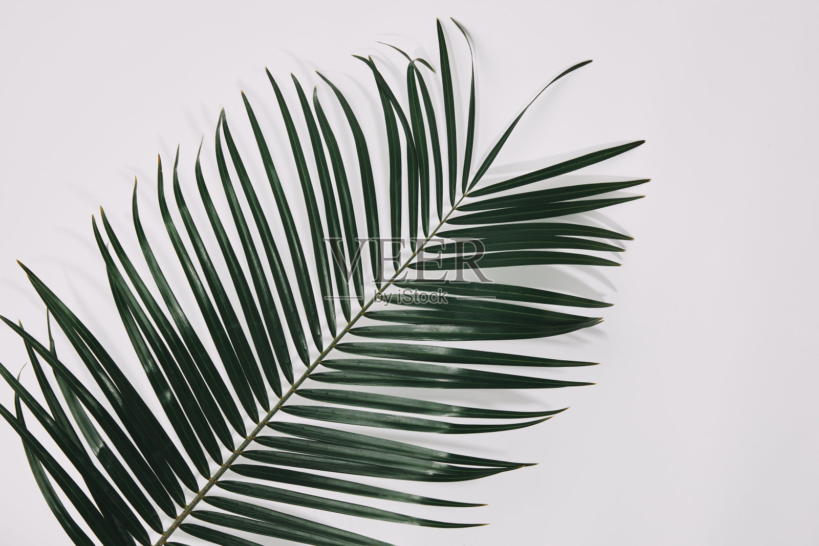 棕枝在白色表面上的俯视图照片摄影图片