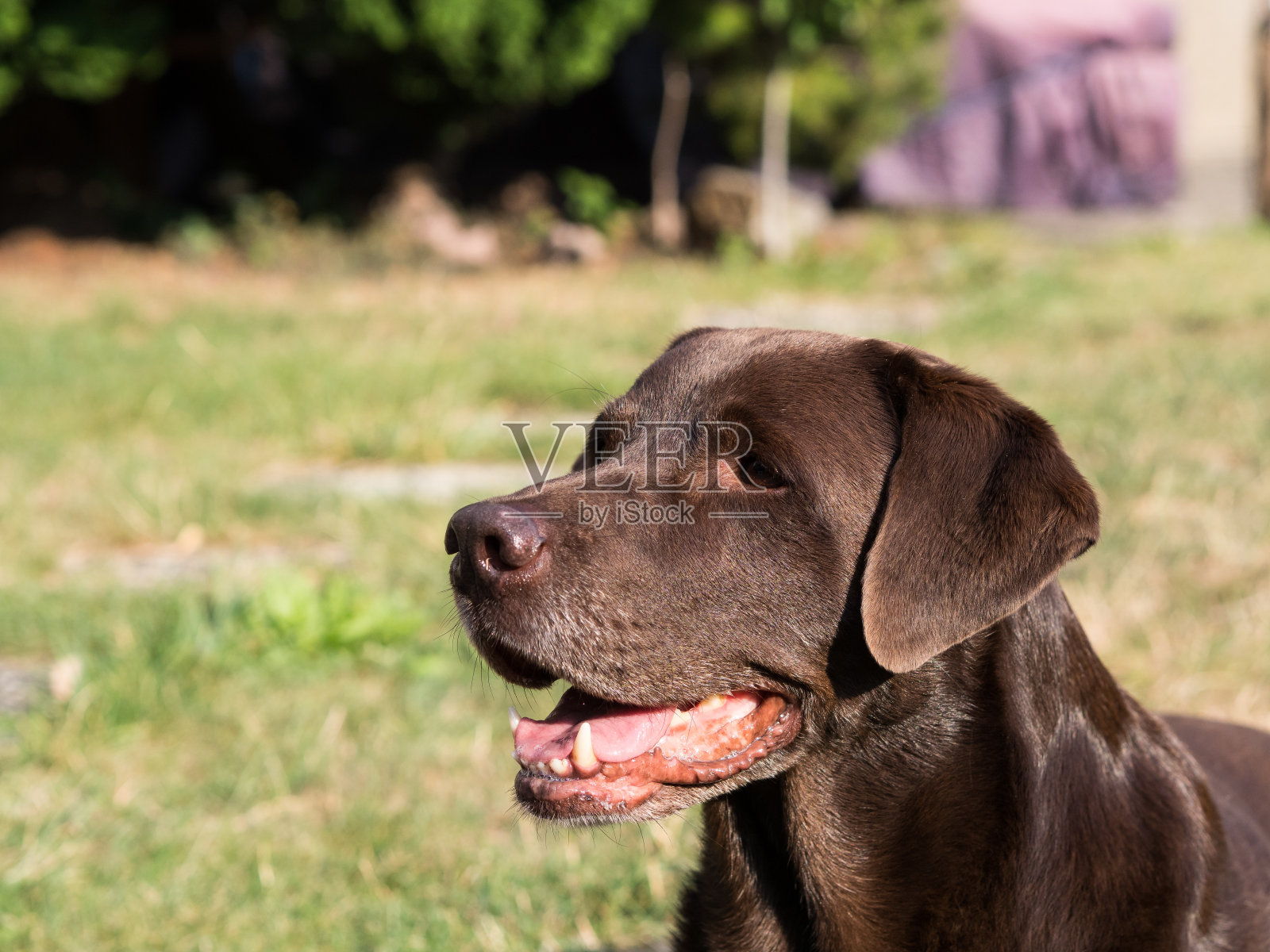 棕色拉布拉多寻回犬照片摄影图片
