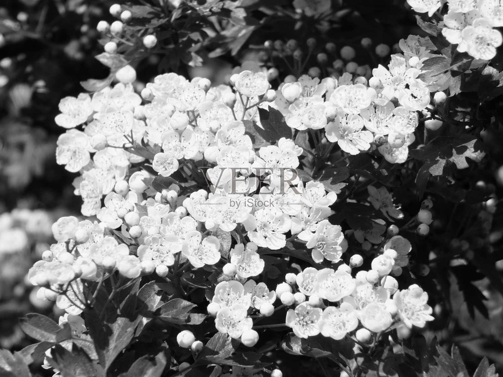 春季野山山楂花的黑白照片照片摄影图片