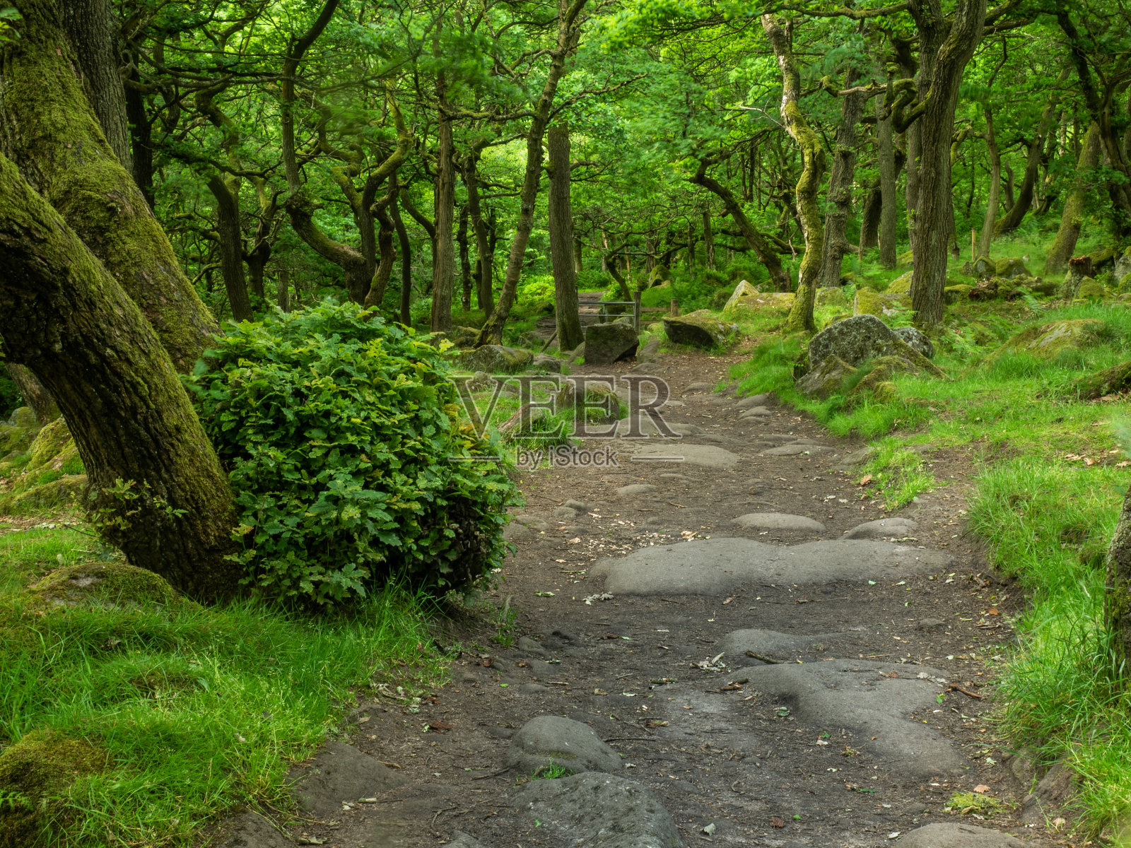 穿过树林的小路照片摄影图片