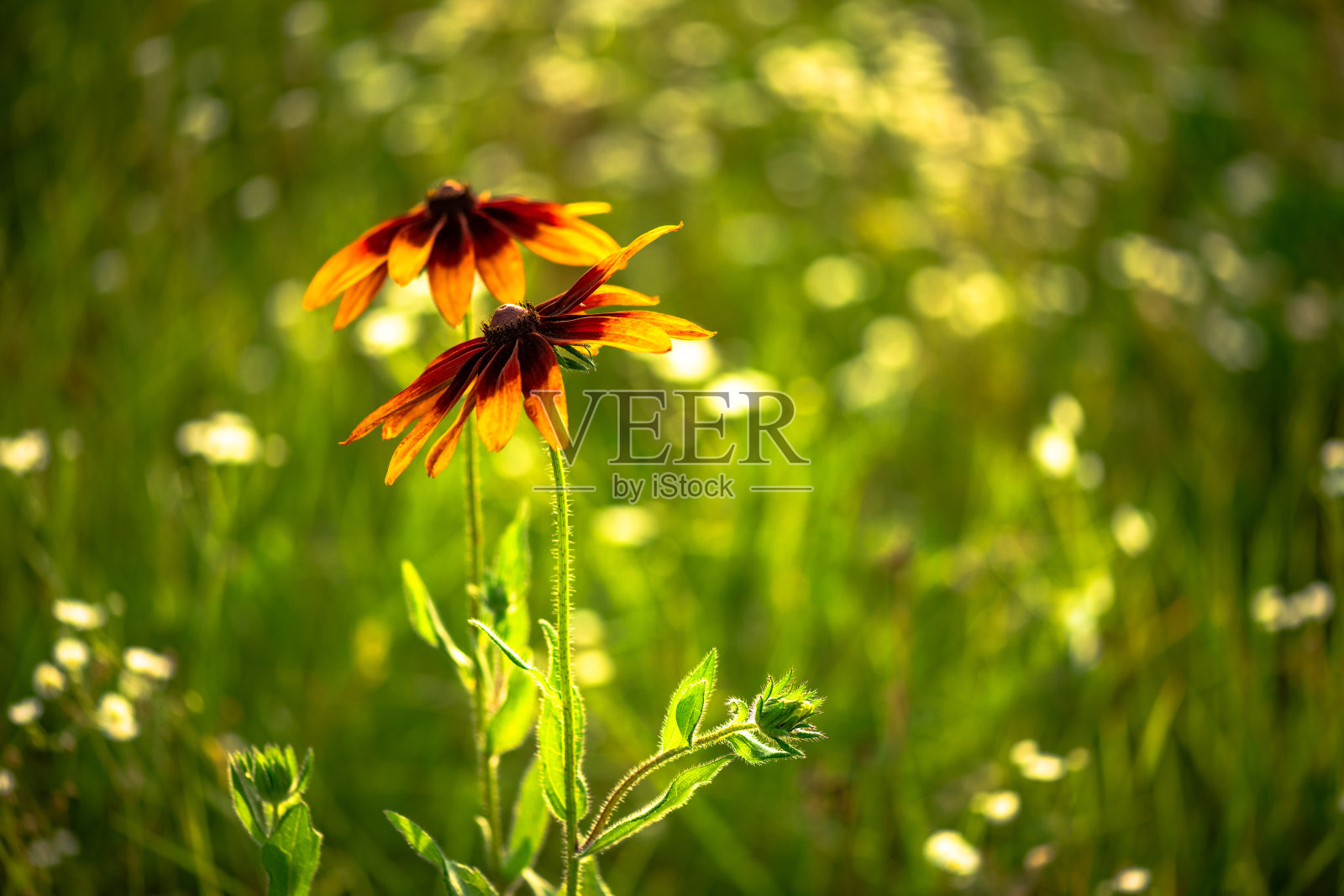 漂亮的黄色田野,夏天的花自然绿色照片摄影图片