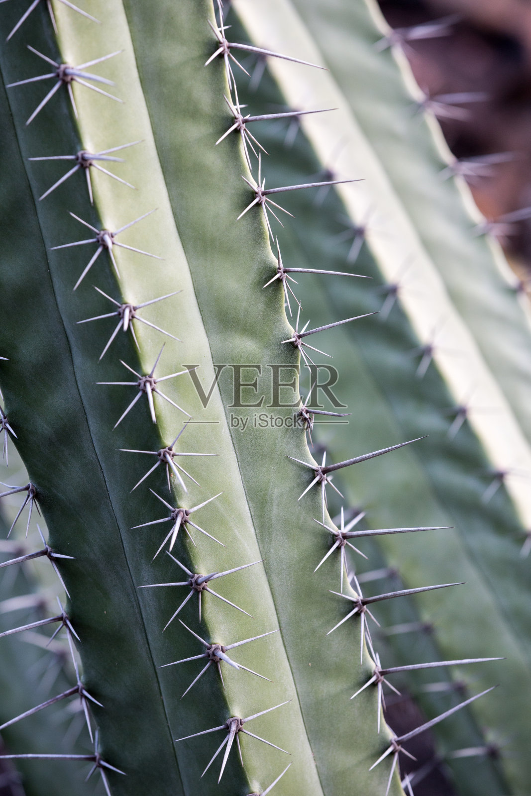 一个高大的仙人掌植物的细节照片摄影图片