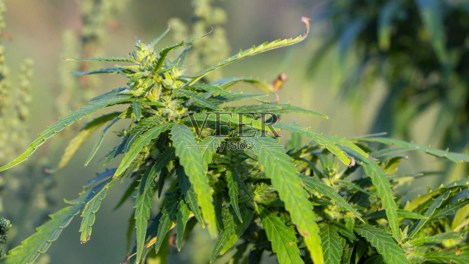 有种子的大麻小枝,还有美丽的绿叶。照片摄影图片