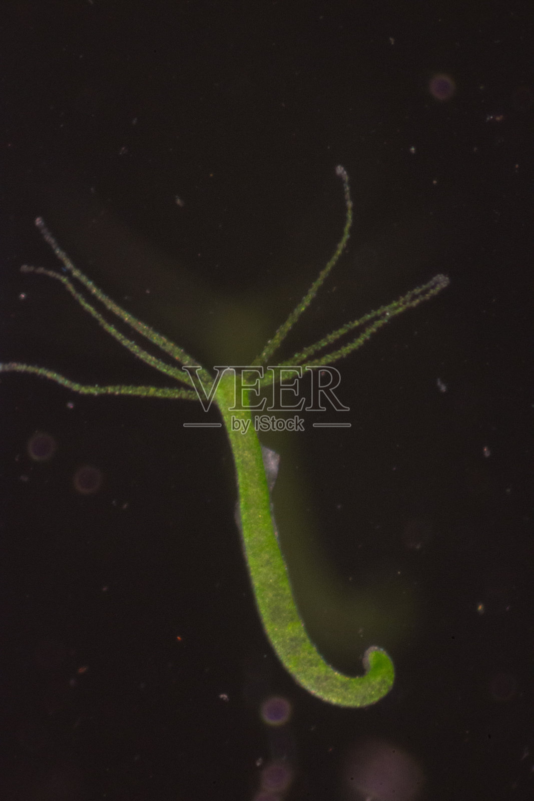 水螅是一种小型淡水动物的属,属于刺胞动物门和水螅动物纲照片摄影图片