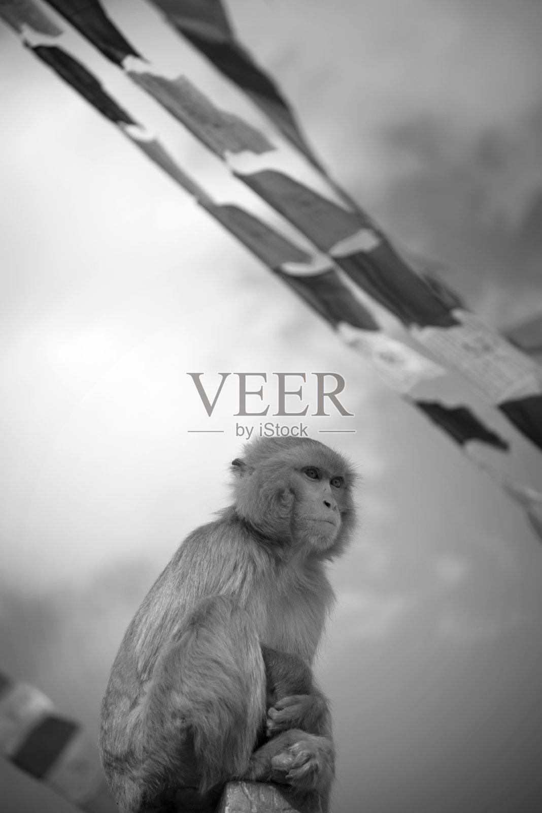 猴子在帕照片摄影图片