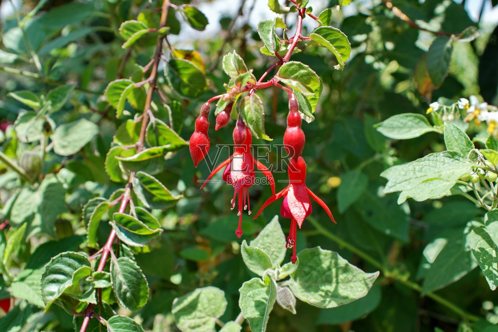 花盛开照片摄影图片