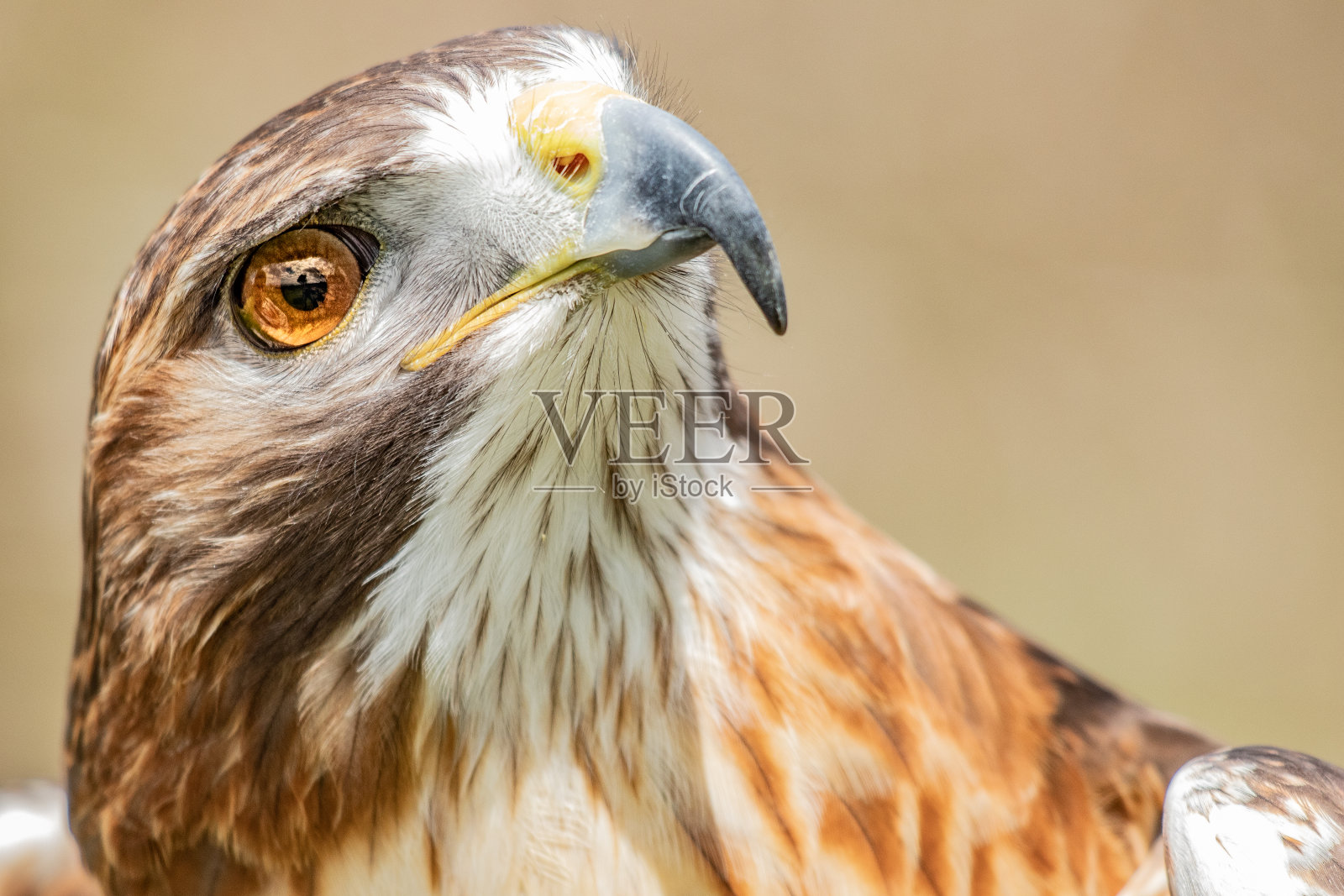 鹰眼照片摄影图片