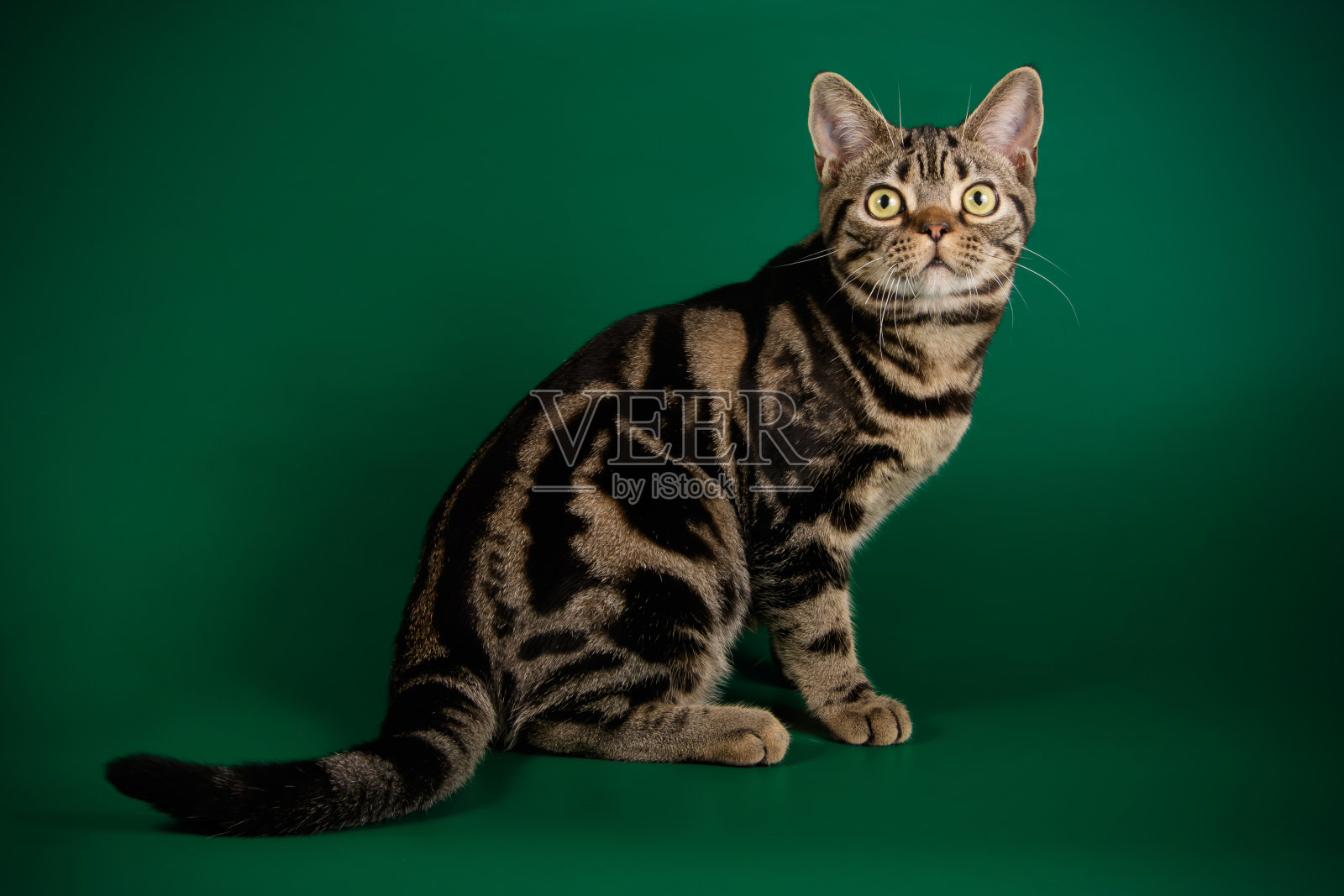 彩色背景上的美国短毛猫照片摄影图片