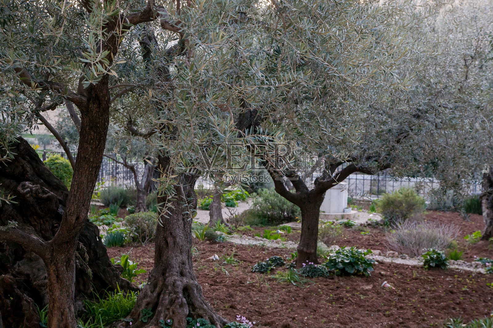 客西马尼花园照片摄影图片