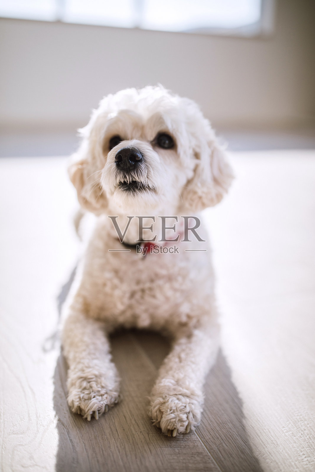 可爱的白狗照片摄影图片