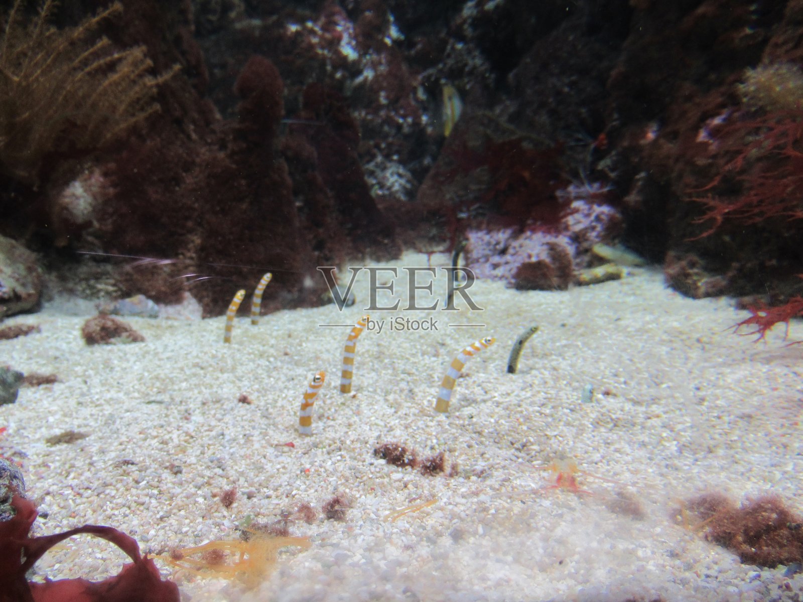 盐水的栖息地照片摄影图片