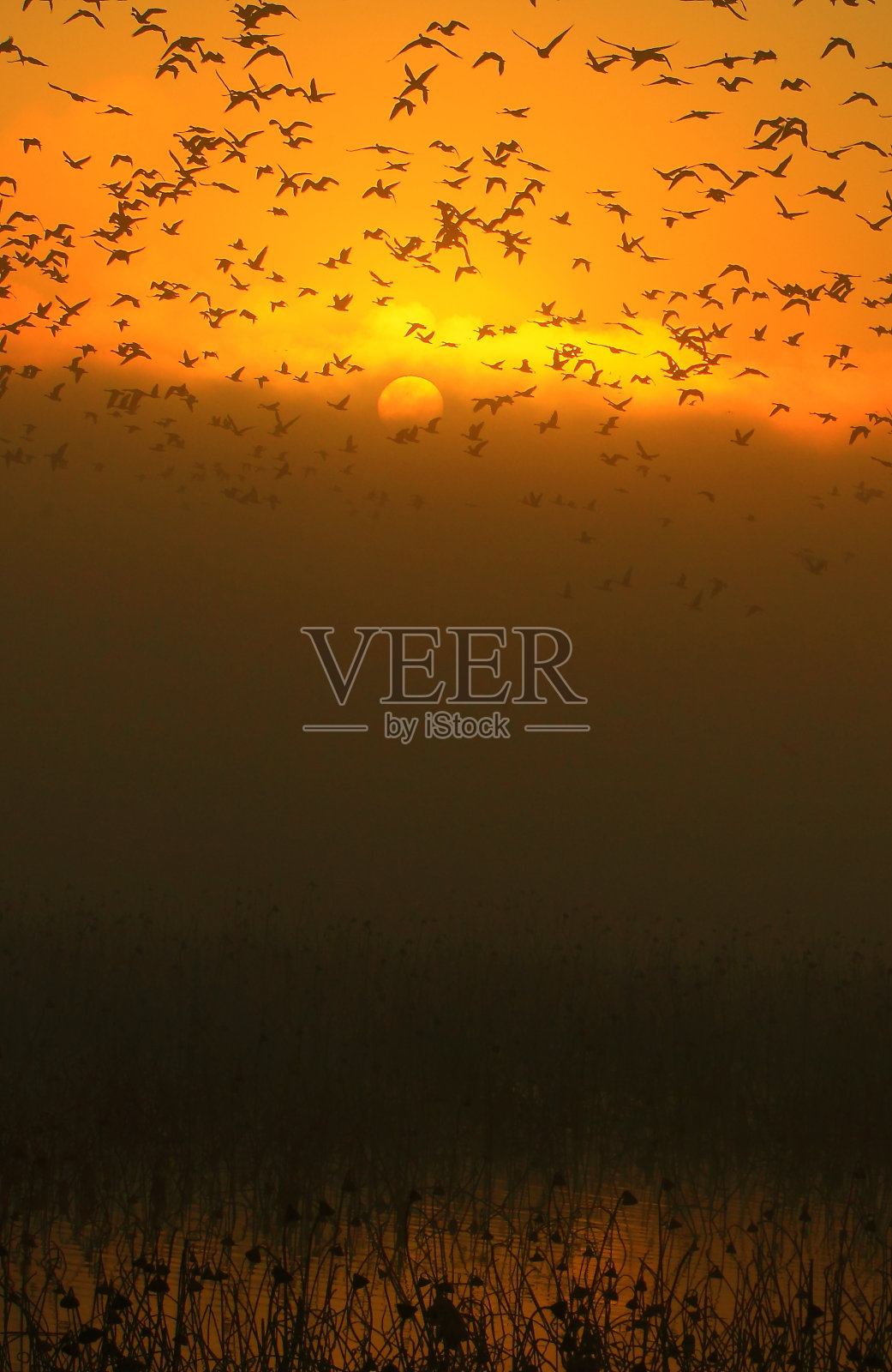 湿地的黎明照片摄影图片