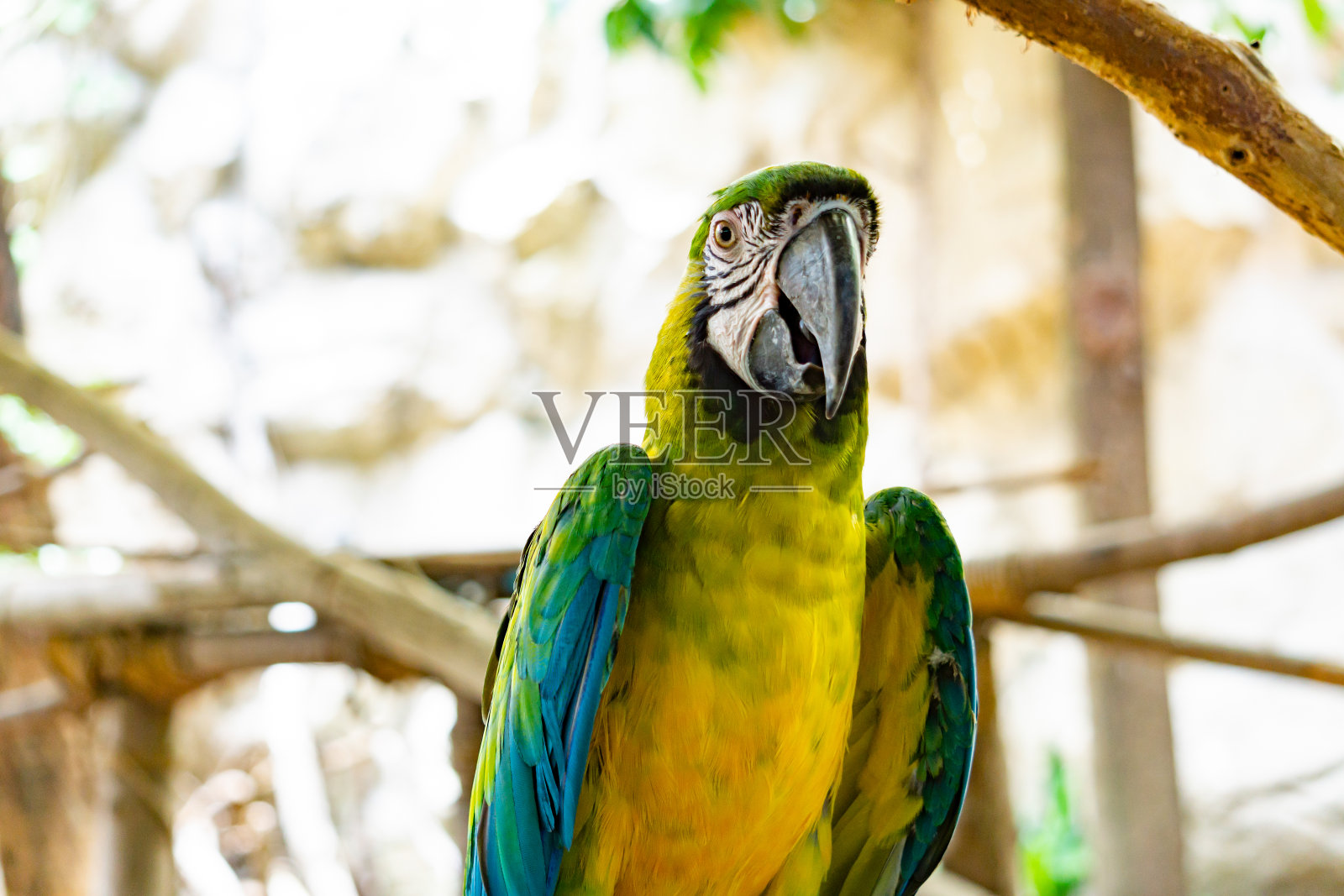 栗色金刚鹦鹉的正面照片摄影图片