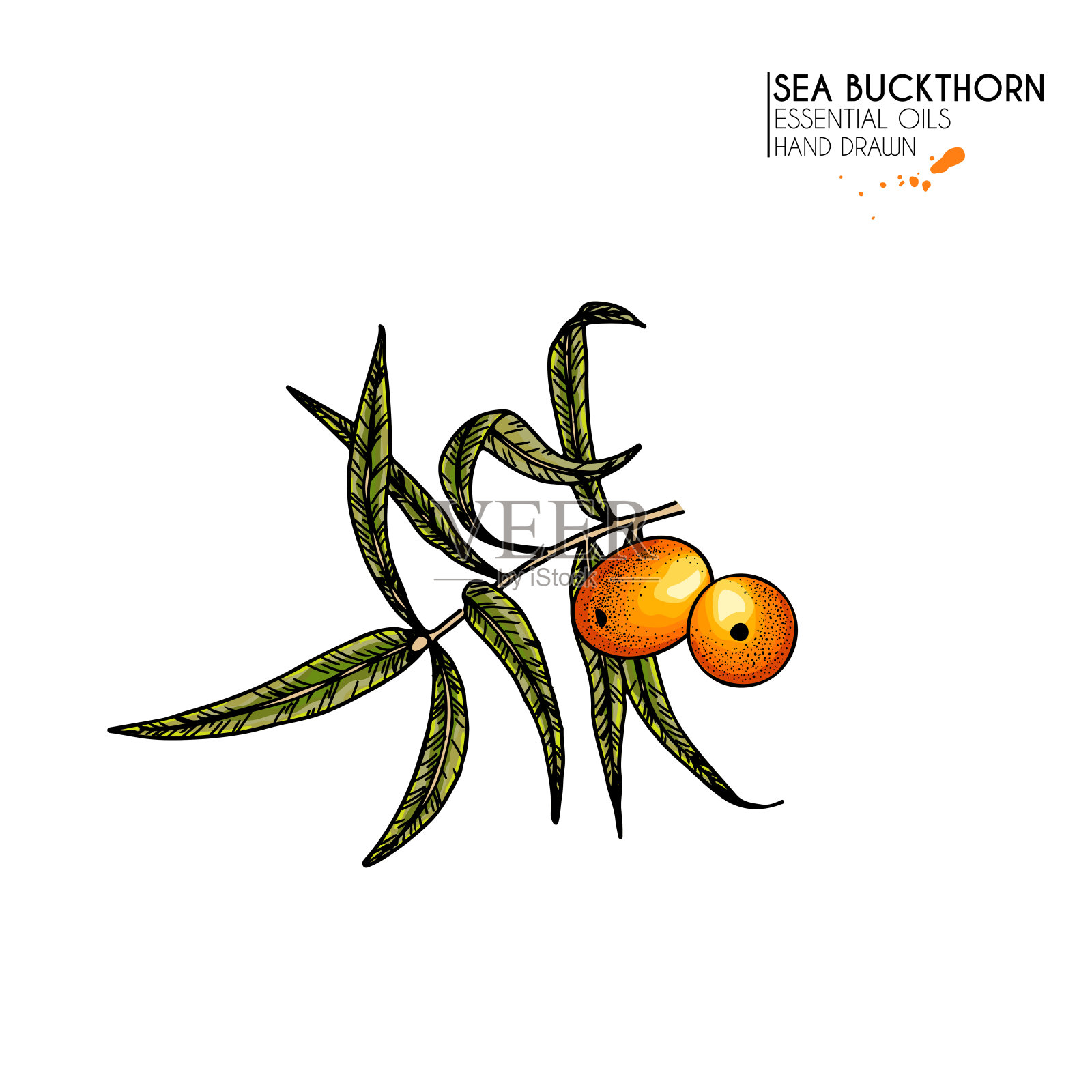 手绘沙棘枝。矢量彩色雕刻插图。治疗茶和药用食用浆果。食材、烹饪、美容。用于化妆品包装设计、中药、治疗。插画图片素材