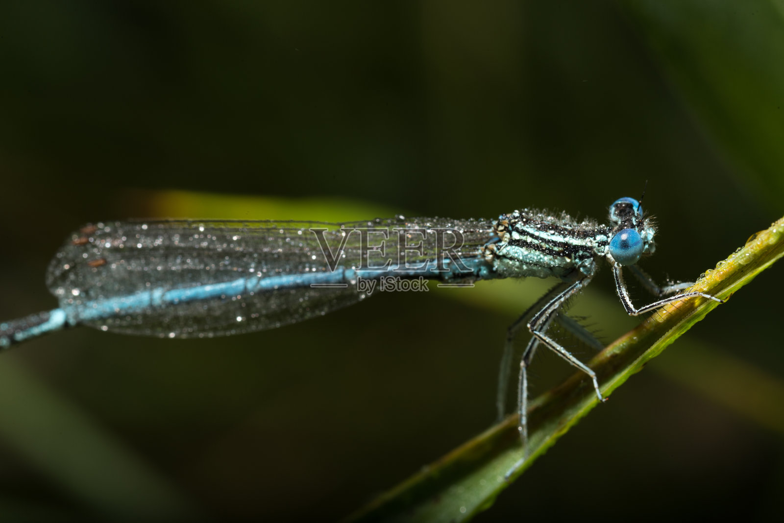 蜻蜓与露珠照片摄影图片