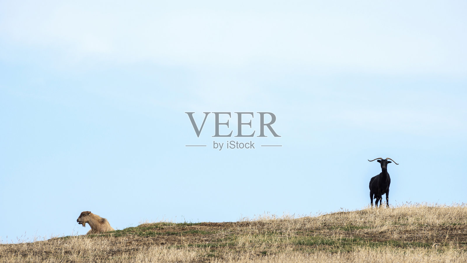 两只山羊站在希腊的草原上照片摄影图片