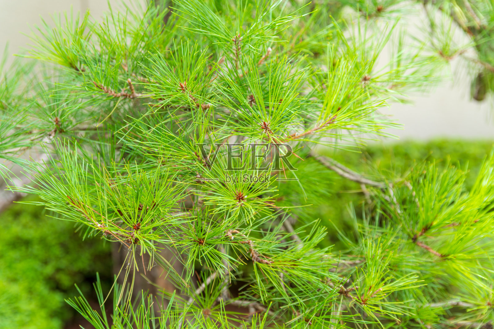 植物照片摄影图片